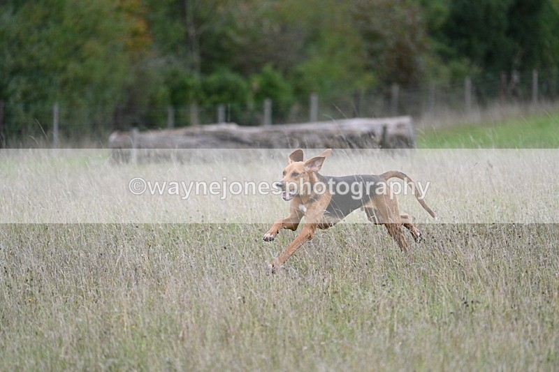 WJ7_3605 - Camera 1 Line 1