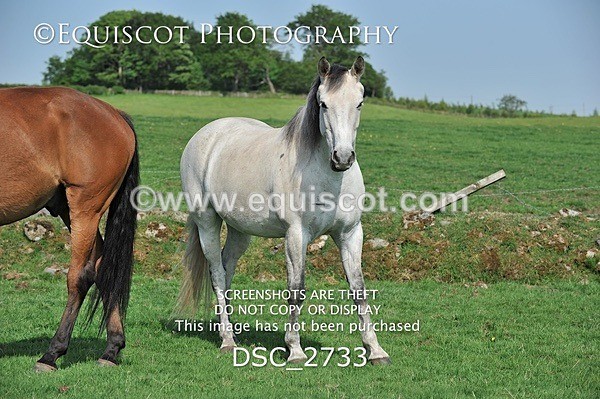 DSC_2733 - ARCHIVE REQUEST - Quincy and Guinness