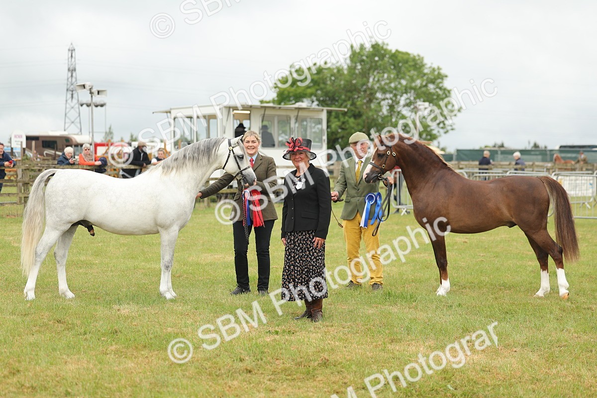 SBM_02318 - Class 50-57 - M&M Welsh Pony In Hand