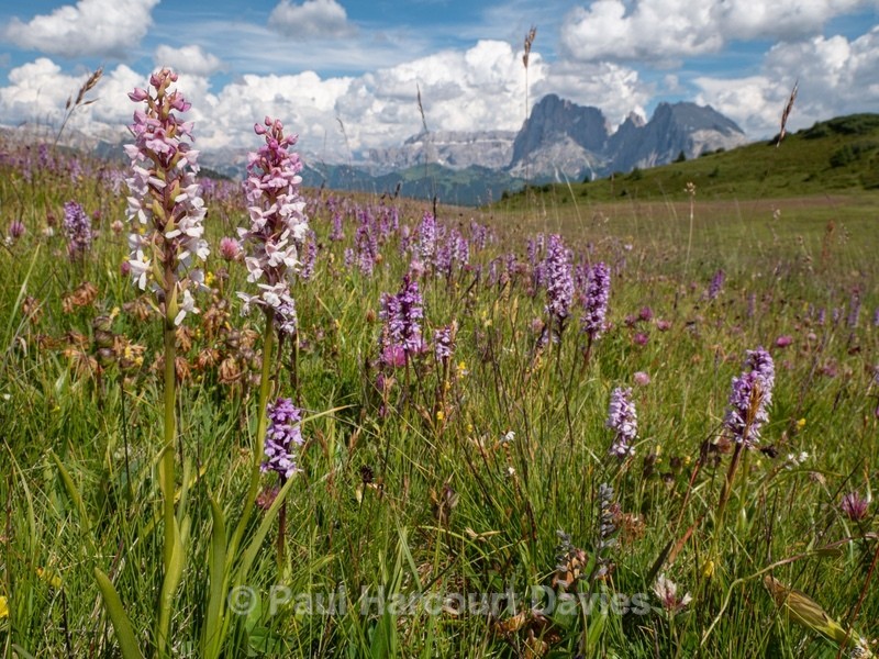 Fragrant orchids (Gymnadenia conopsea) growing in thousands on the Alpi di Suisi, July 2019 - Wild Orchids