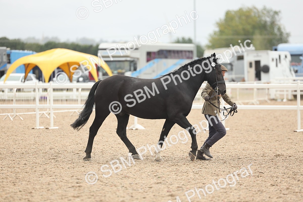 SBM_19823 - Class 318 - IH Part Bred Horse-Pony
