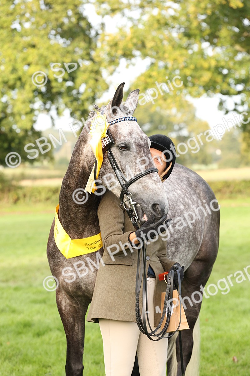 SBM_55011 - S52 - Riding Horse & Hack & thoroughbred In Hand