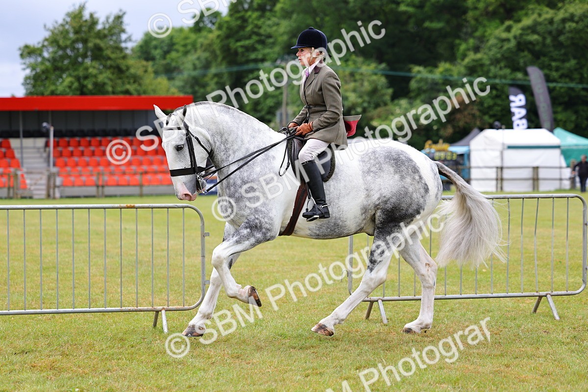 SBM_02513 - Class 9-11 Side Saddle including LIHS Rising Star Ladies Show Horse