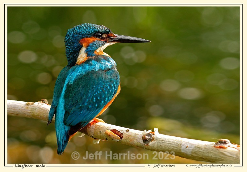'Kingfisher - male' - Image Kf 001 - Kingfishers