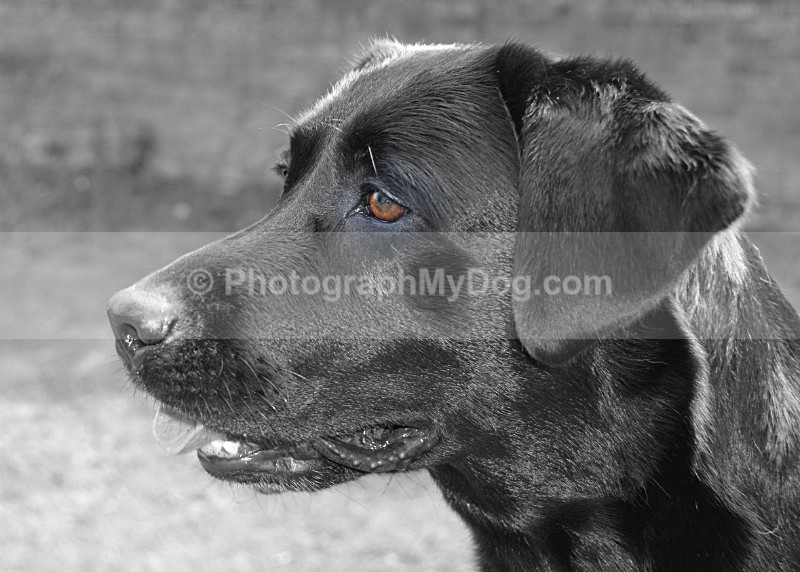  - Yellow and Black Labradors