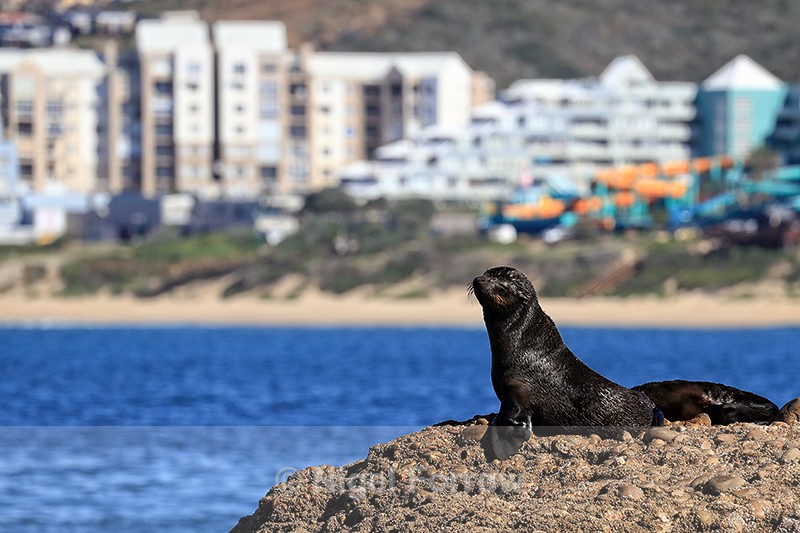 Cape Fur Seal looks out from Seal Island, Mossel Bay, South Africa - Seal