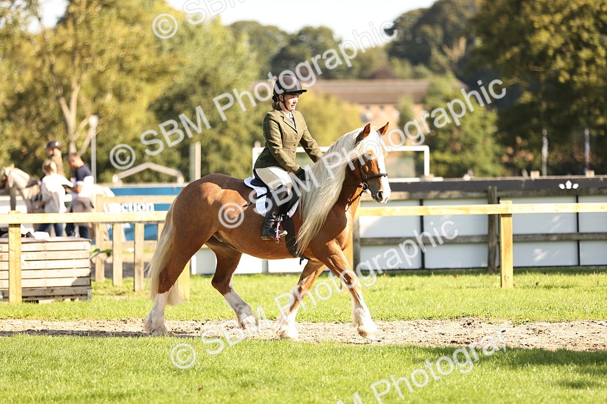 SBM_16953 - S2 - TSR Ridden Pony Showing