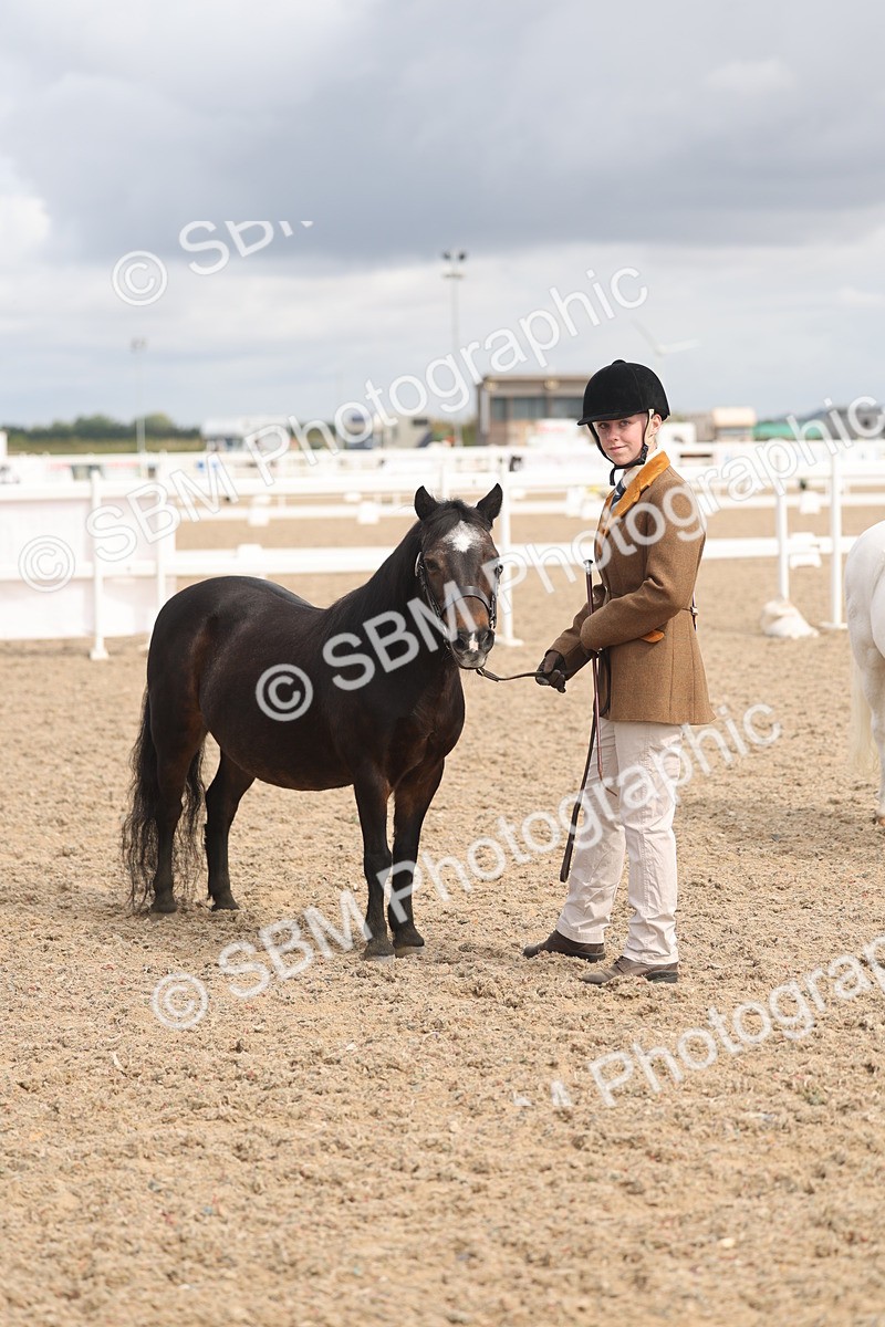 SBM_04553 - Class 19 - Horse/Pony Judge would most like to take home