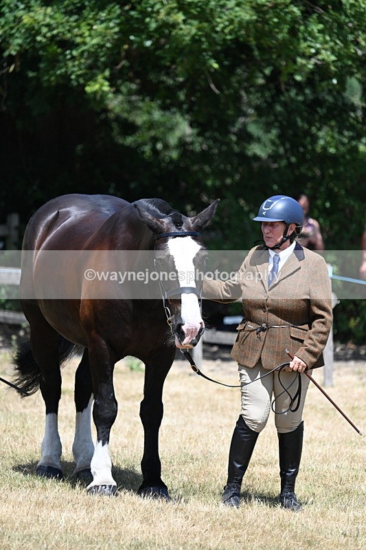 WJ7_2414 - Class 5a Most Handsome Gelding in hand (above 14.2hh)