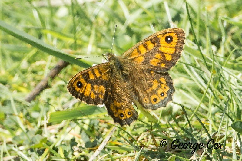 Wall brown butterfly