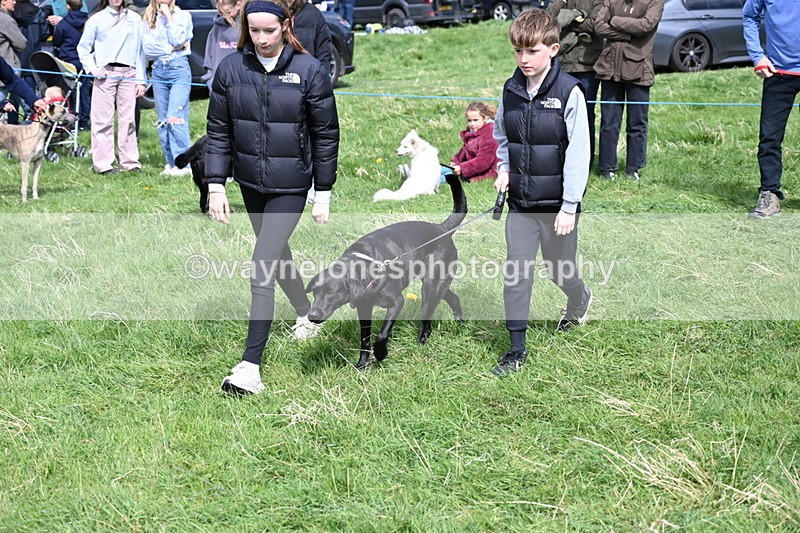 WJ6_9033 - Class 8 Best Working / Gun Dog or Bitch