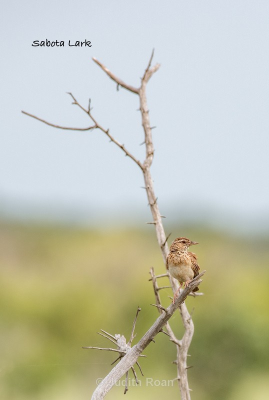  - South Africa Birds and Mammals
