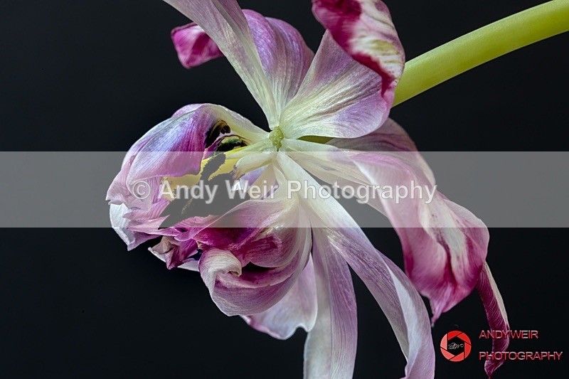 190422-untitled-1L4A0989 - Plants & Flowers