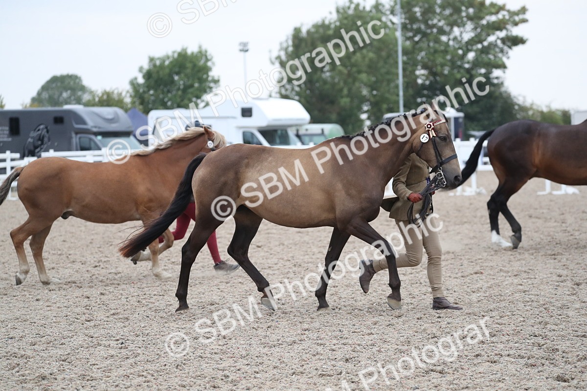 SBM_18430 - Class 318 IH Part bred Horse/Pony