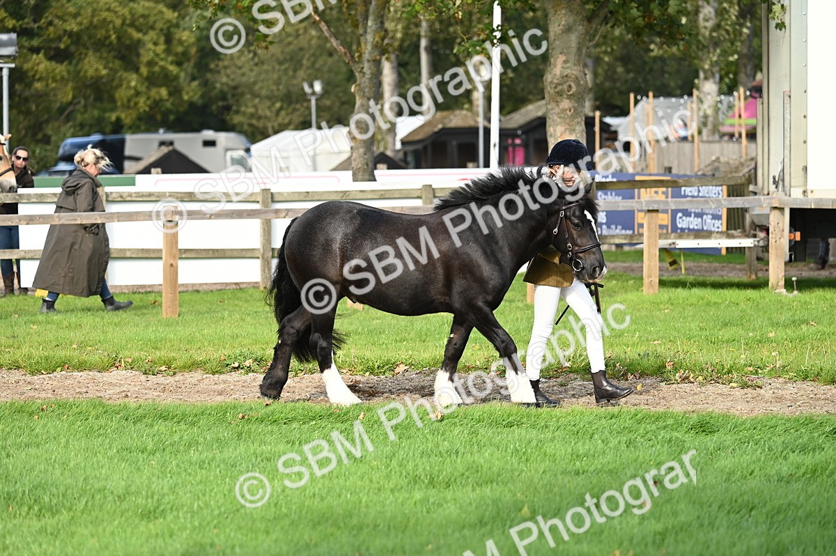SBM_24955 - S5 - Novice & Newcomer In hand