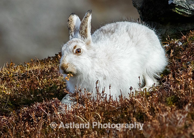 Astland Photography, Bird and Wildlife Images, Susan and Peter Wilson, U.K.