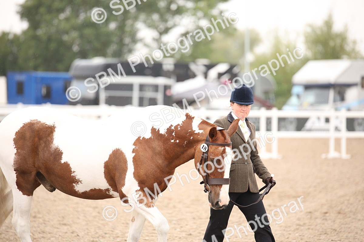 SBM_20108 - Class 702 - IH  Show Horse Pony