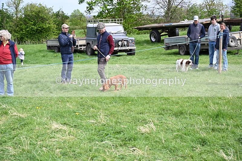 WJ6_8811 - Class 8 Best Working / Gun Dog or Bitch