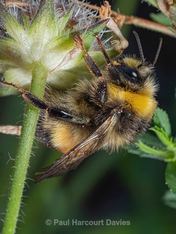 Buff-tailed bumblebee (Bombus terrestris) - Insects, Spiders and other Animals