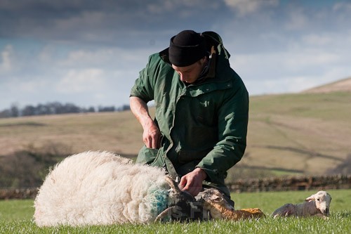 14 - The Lambing