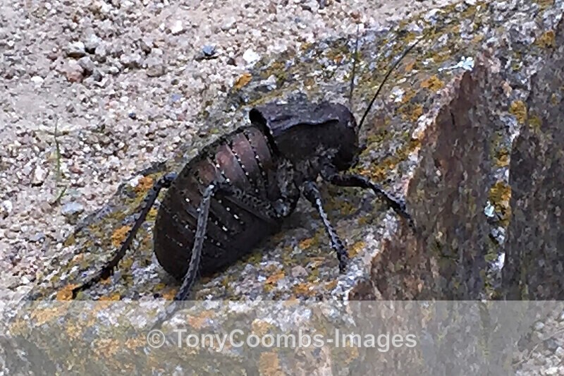 Bronze Glandular Bush Cricket - Macin National Park