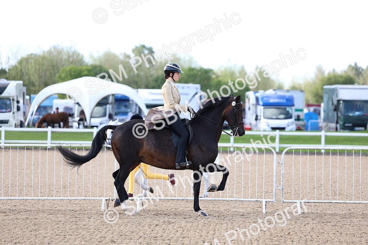 SBM_09095 - Class 303 - Ridden Pure Bred Horse Pony