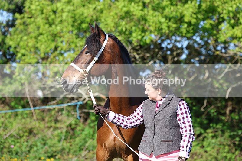 3E7A8645 - Class 13: M & M Large Breeds