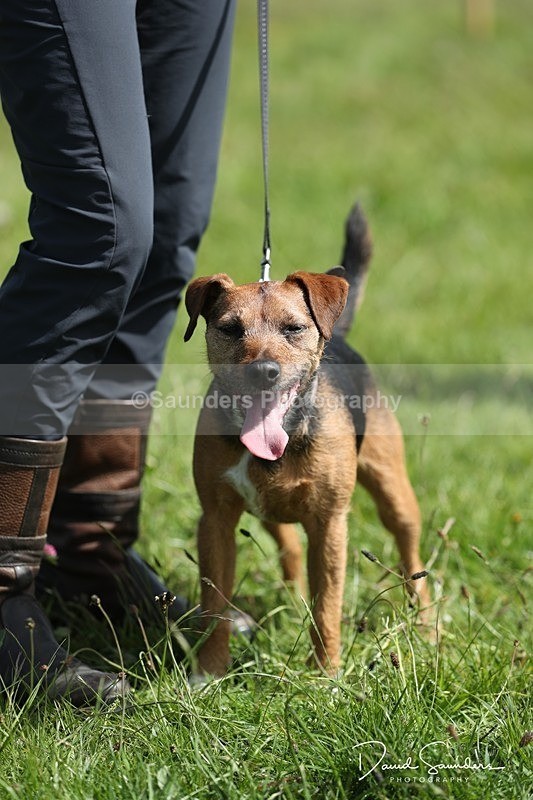 SPXX0549 - Dog show
