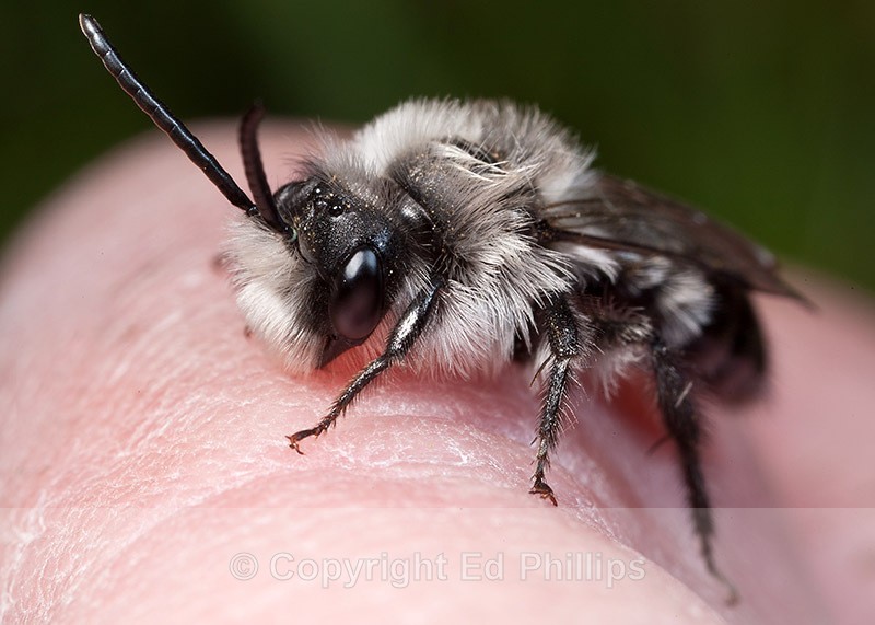 Andrena cineraria (m) - Andrena cineraria