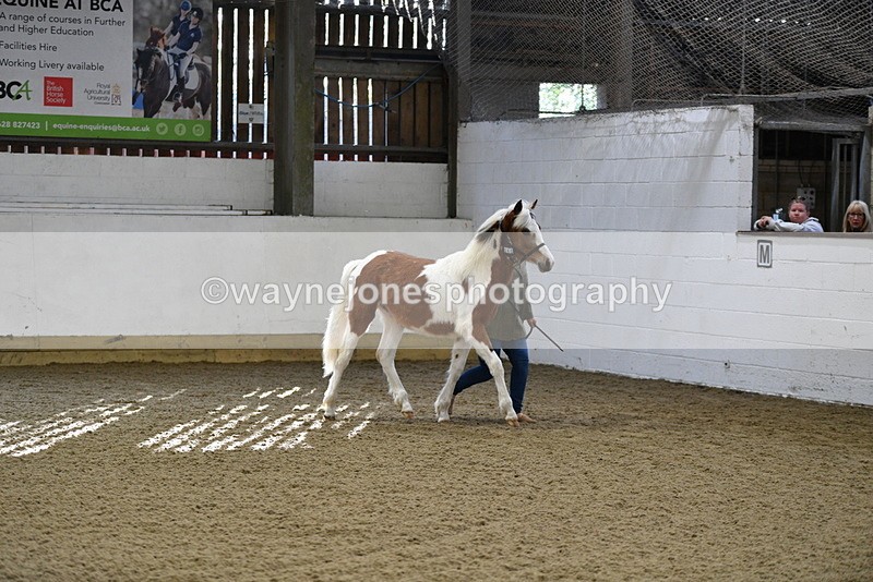 WJ5_3390 - Class 1 Youngstock