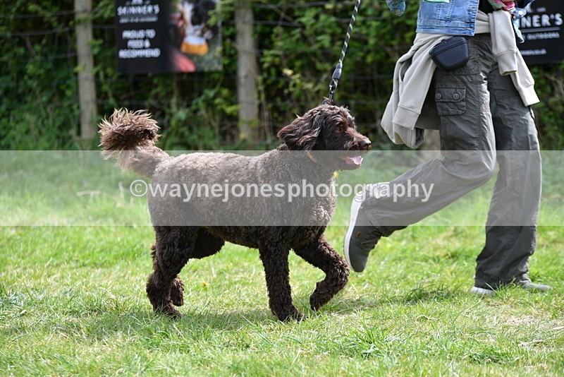 WJ5_9607 - Class 3 Most Handsome Dog