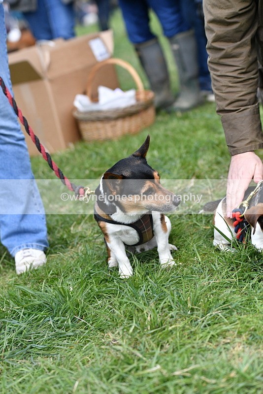 WJ5_0530 - Class 7 Best Terrier