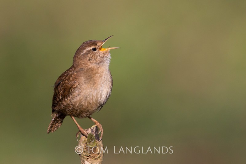 Wren - All Other Birds