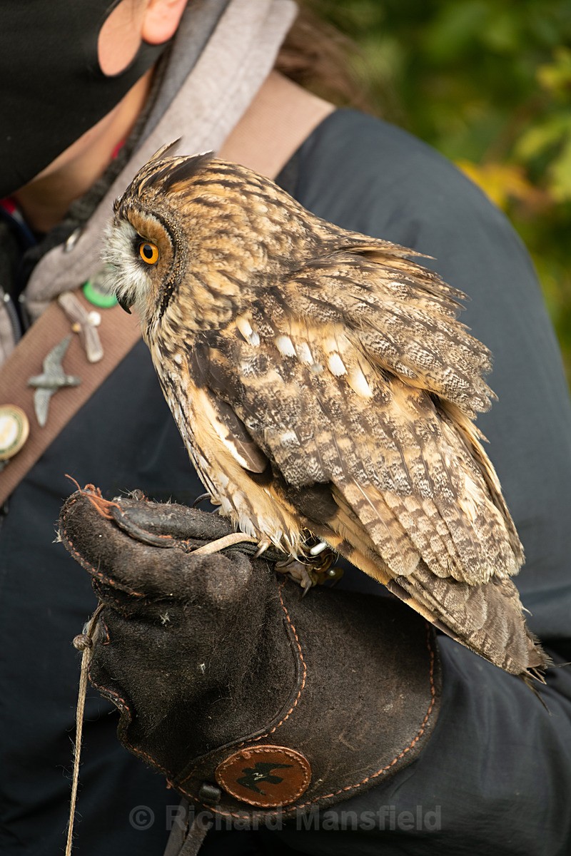  - West of England Falconry