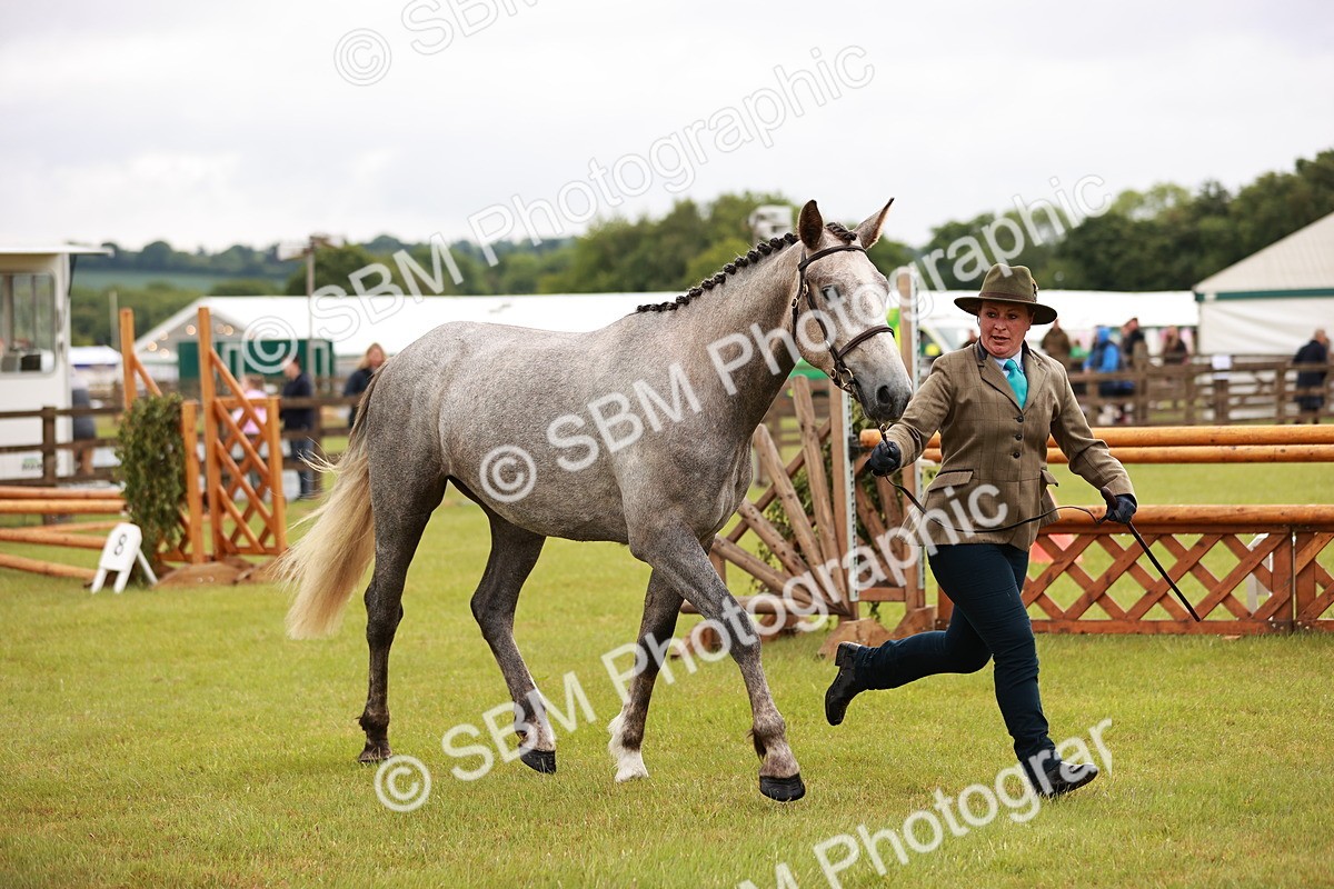 SBM_00701 - Class 26-30 Sport Horse In Hand