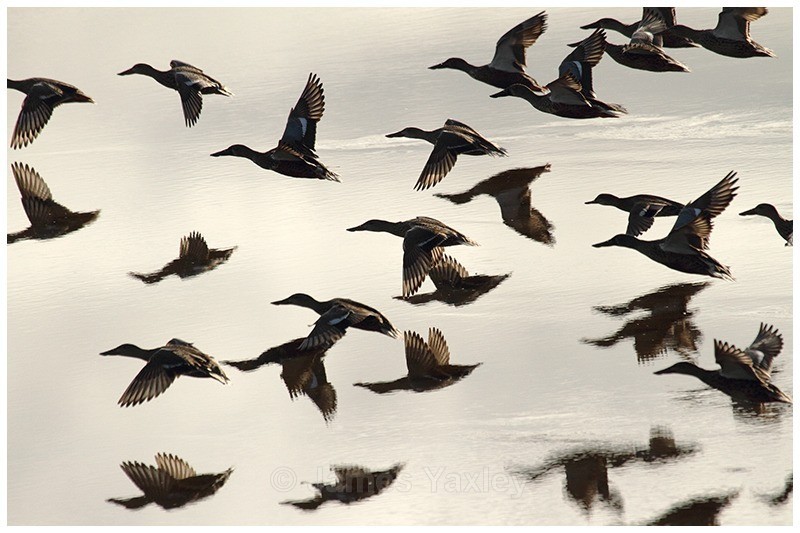 Shoveler Fly Past - Creative