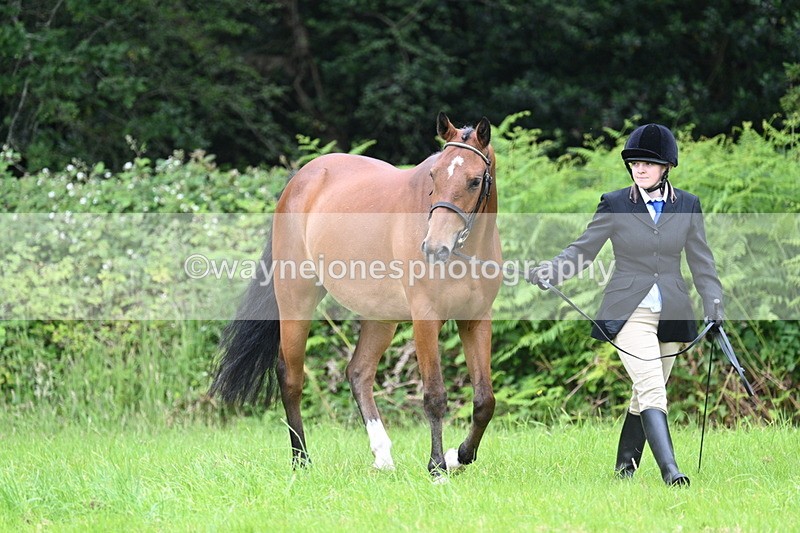 WJ7_3799 - Class 14A Handsome Gelding