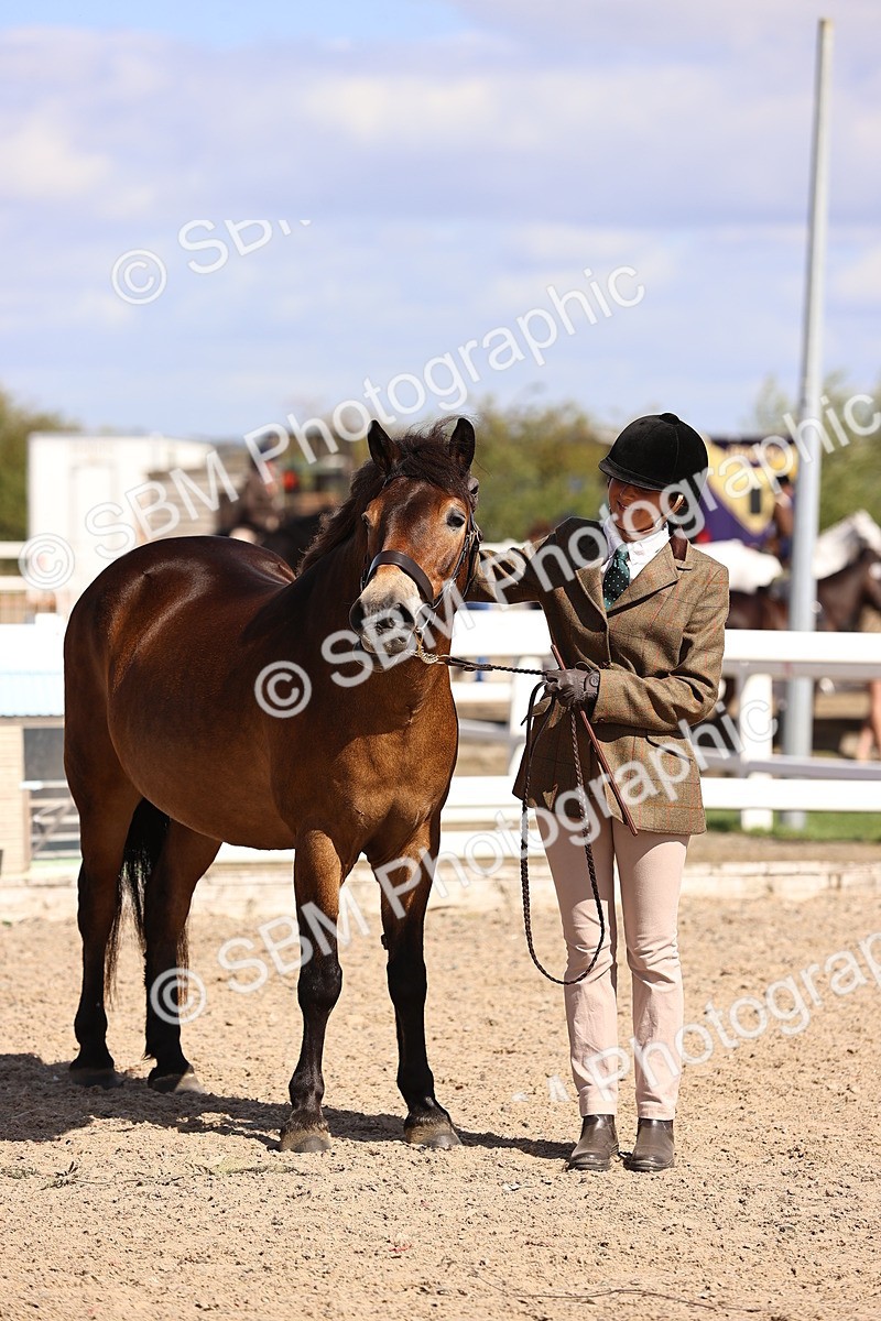 SBM_14386 - Class 412 - Handsomest Gelding (IH or Ridden)Adult