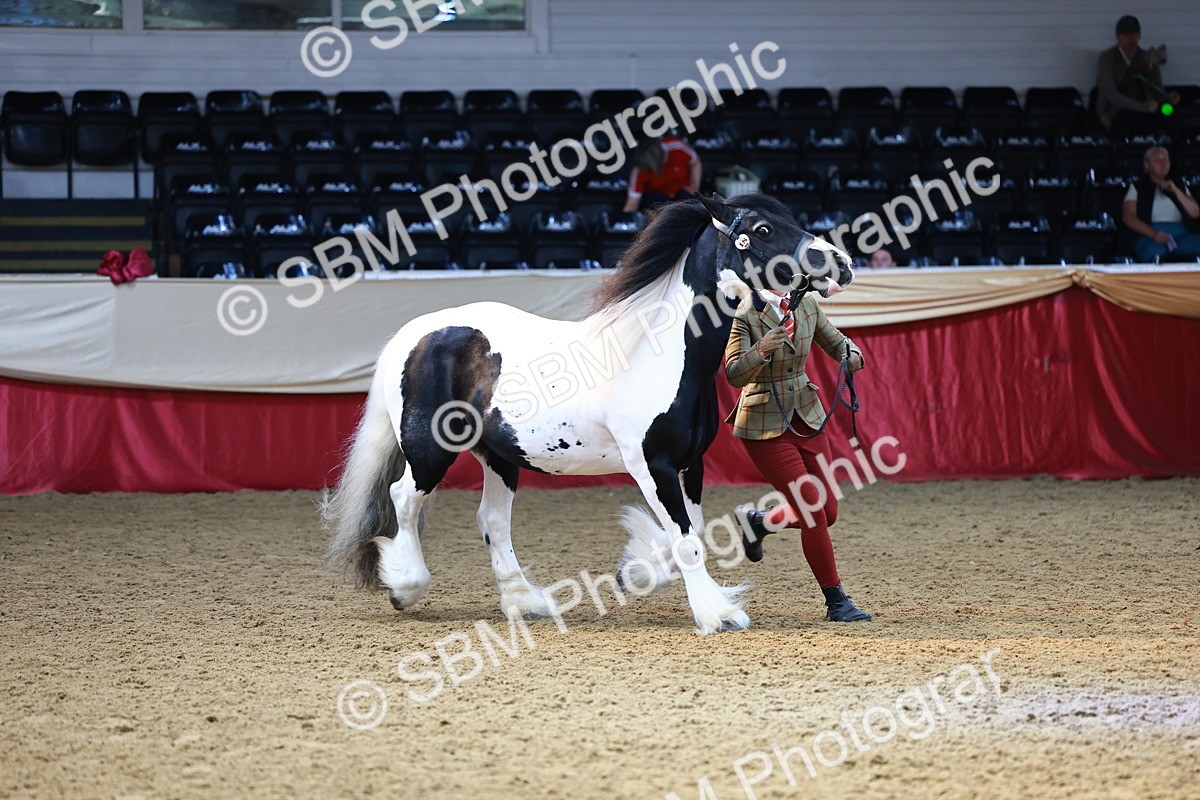 SBM_23237 - Class 903 - Supreme Final - IH Pre Vet