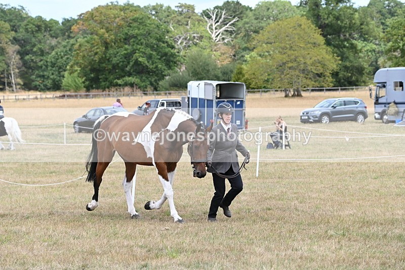 WJ6_5984 - Class 19 In-hand Veterans (Uploaded correct folder)