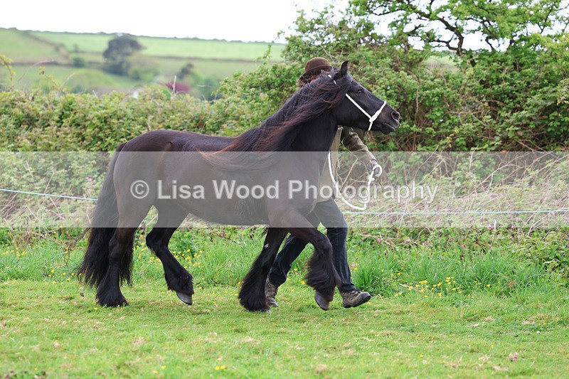 3E7A0793 - In Hand Championship