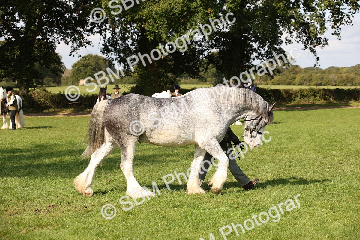 SBM_62248 - S55 - Traditional Cob In Hand