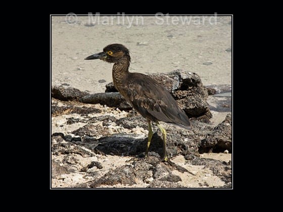 Striated heron - Galapagos Islands