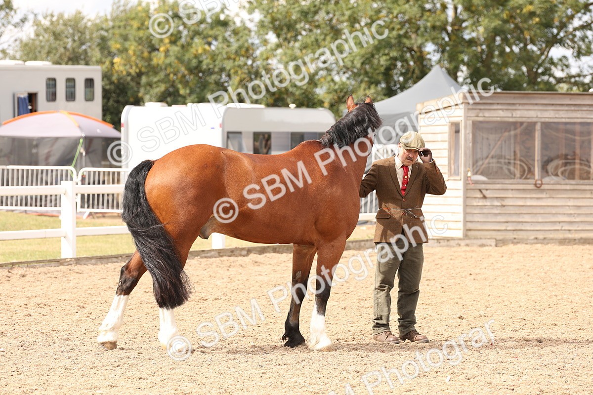 SBM_14667 - Class 208 - IH Veteran Horse