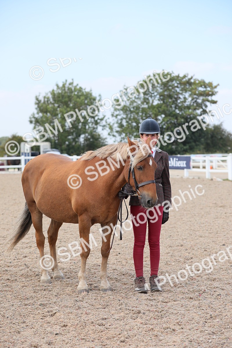 SBM_15893 - Class 312 IH Competition Horse/Pony