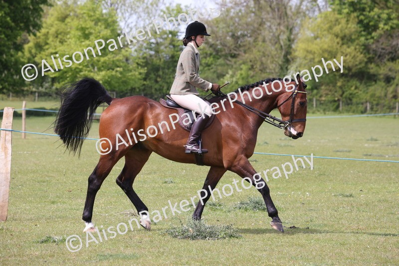 20260426-4316 - Class 34 - Best Riding Horse Over 14.2hh