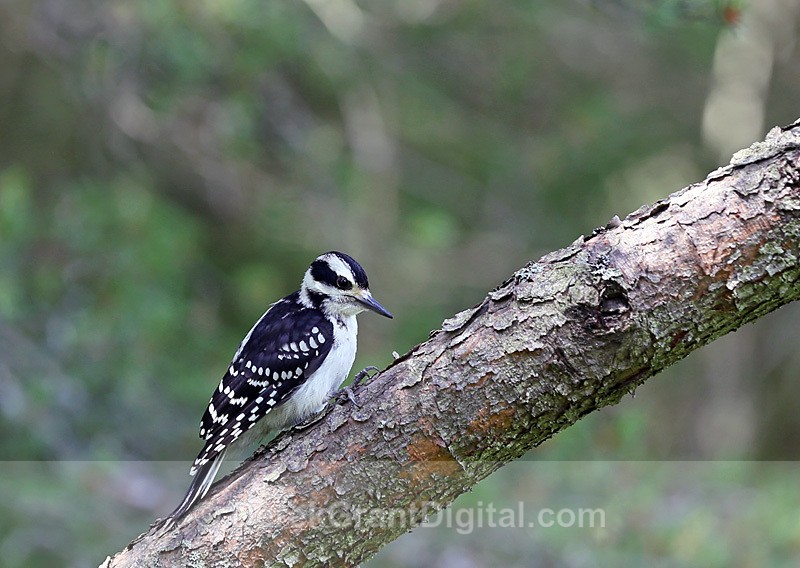 Hairy Woodpecker (f) - Birds of Atlantic Canada