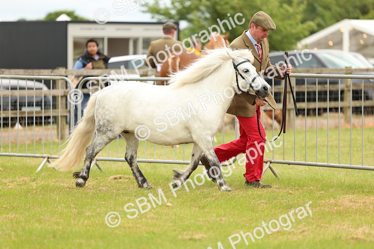 SBM_04358 - Class 64-67 - Shetland Pony In Hand