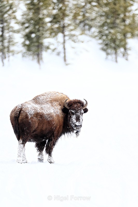 American Bison looks back, Yellowstone National Park - Bison
