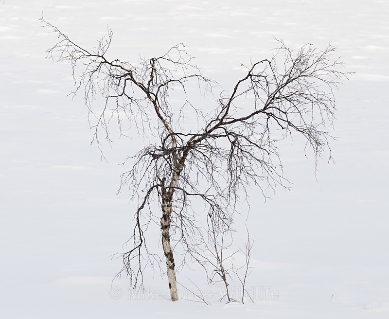 Northern Sweden - FINLAND & SWEDEN LANDSCAPES